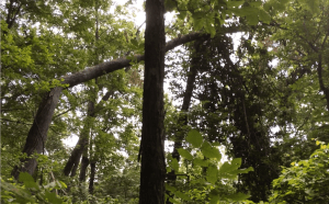 "Bravo Tree" seen from the opposite side. Image captured in the approximate position of egress taken by the animal following the tree break.